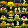 16 Pcs Handmade Blooming Flower Tea Balls,GREEN JASMINE white herbal Flowering 工艺花茶
