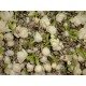 flavored aroma JASMINE Jade snail GREEN TEA,China JASMIN Grüner Tee BI LUO CHUN 茉莉玉螺茶