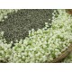 flavored aroma JASMINE Jade snail GREEN TEA,China JASMIN Grüner Tee BI LUO CHUN 茉莉玉螺茶