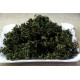 Jiao Gu Lan leaf Jiaogulan Gynostemma Chinese Herbal GREEN Tea Ginseng herb tee 绞股蓝茶叶